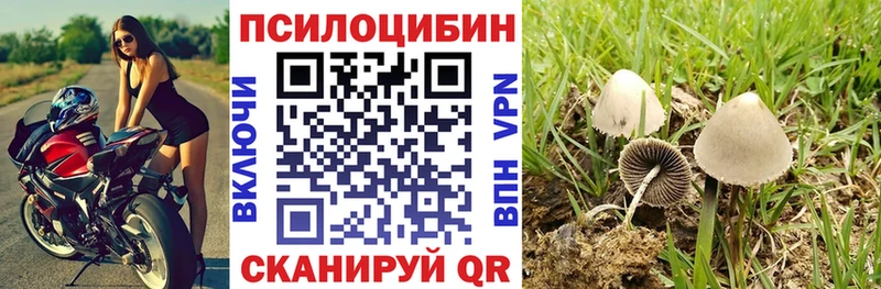 Купить где  Новокубанск  Псилоцибиновые грибы Psilocybe 